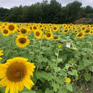 Meet your Posher, Sandy